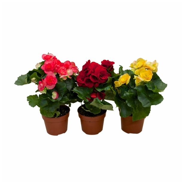 BEGONIJA VOLCANO MIX L12