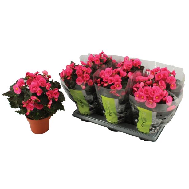 CVETOČA RASTLINA BEGONIJA