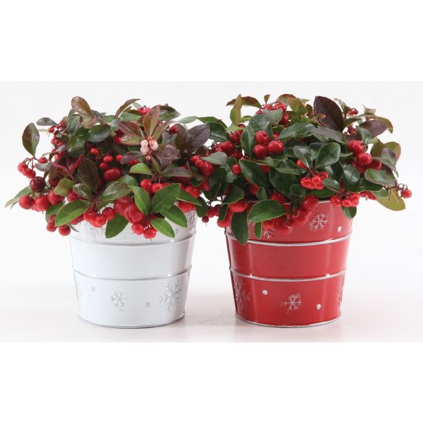 TRAJNICA BOŽIČNA GAULTHERIA L12 V LONČKU