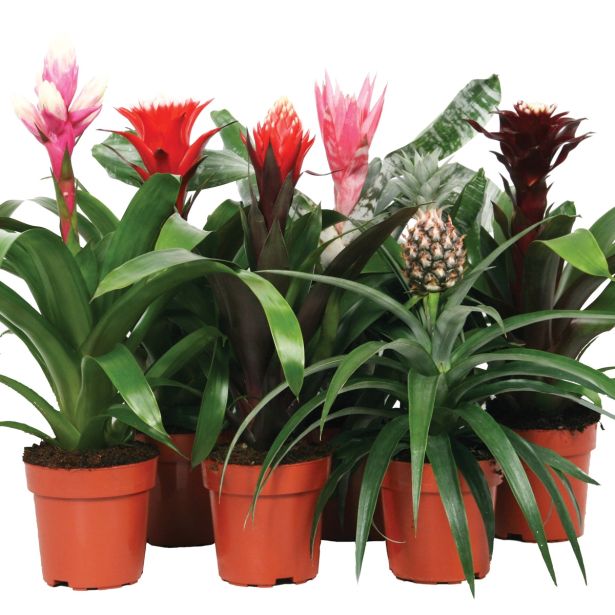 CVETOČA SOBNA RASTLINA BROMELIJA MIX L12