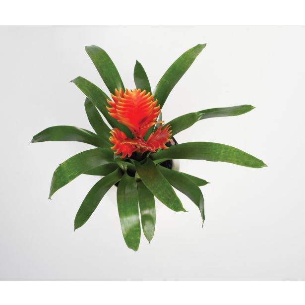 CVETOČA SOBNA RASTLINA BROMELIJA PEACH L.12 VRIESEA INTENSO PEACH