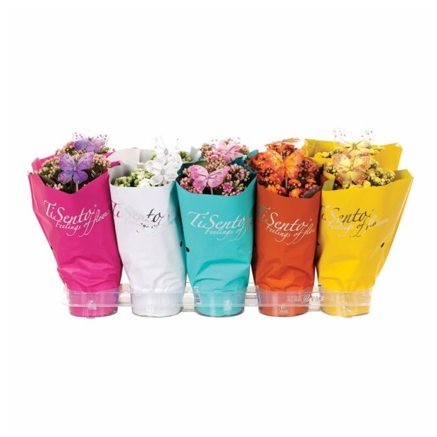 KALANHOJA CALANDIVA TISENTO L12