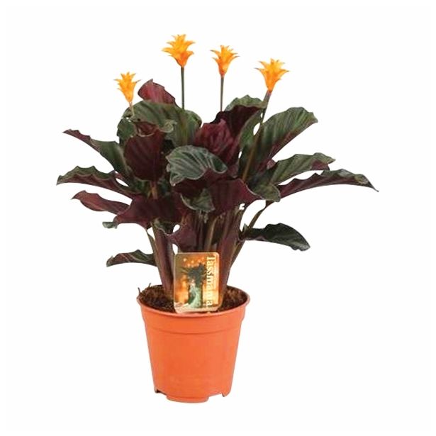 KALATEJA CROCATA L14