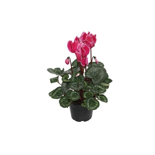 CVETOČA RASTLINA CIKLAMA L12