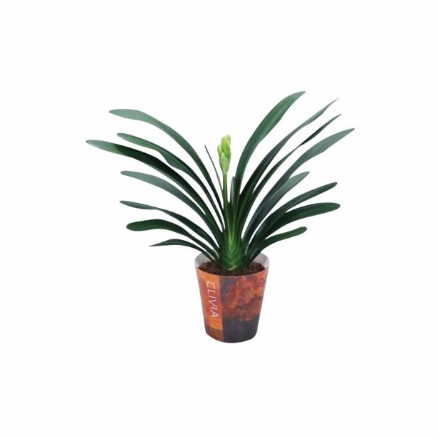 CVETOČA SOBNA RASTLINA CLIVIA MINIATA