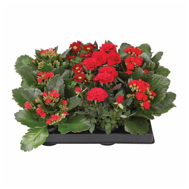 CVETOČA SOBNA RASTLINA CVETOČI MIX