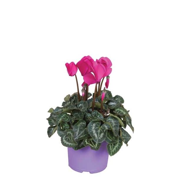 CIKLAMA SUPER SERIES L12