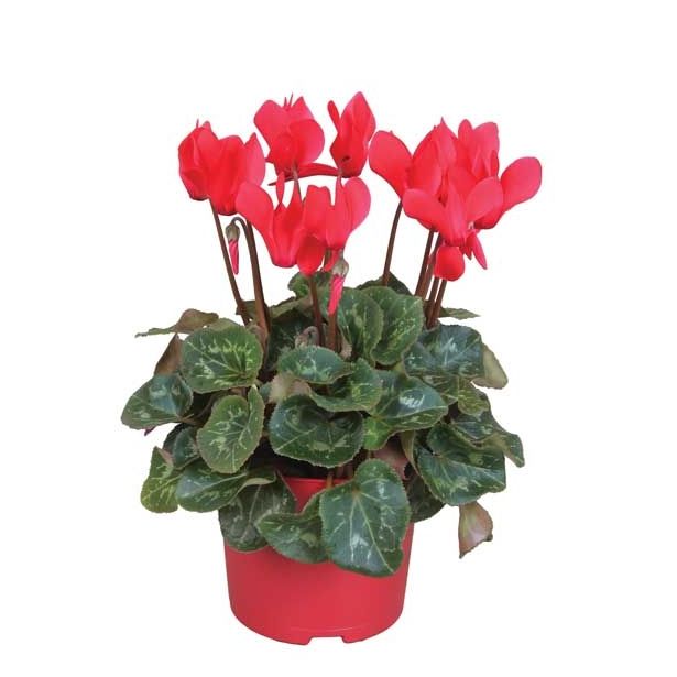 CIKLAMA SUPER SERIES L12