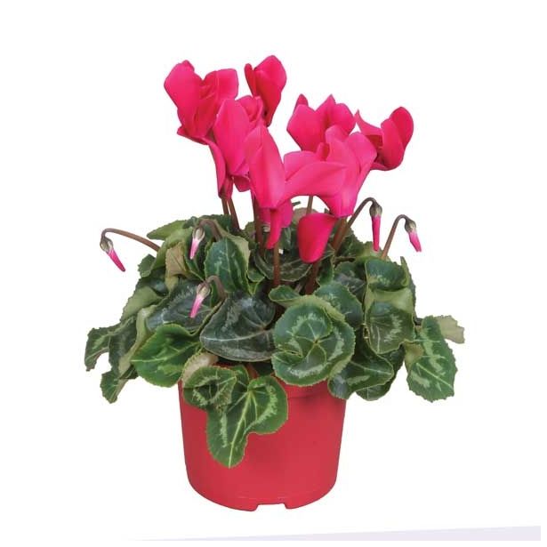 CIKLAMA SUPER SERIES L12