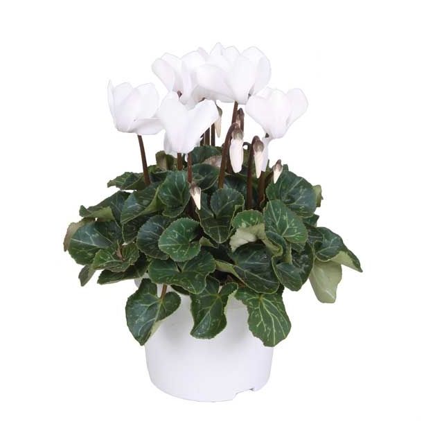 CIKLAMA SUPER SERIES L12