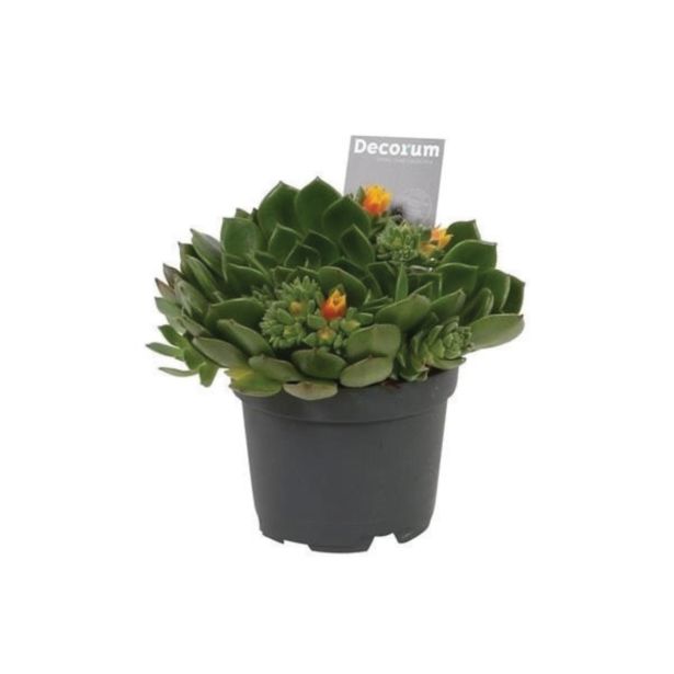 CVETOČA RASTLINA EŠEVERIJA SETOSA L11