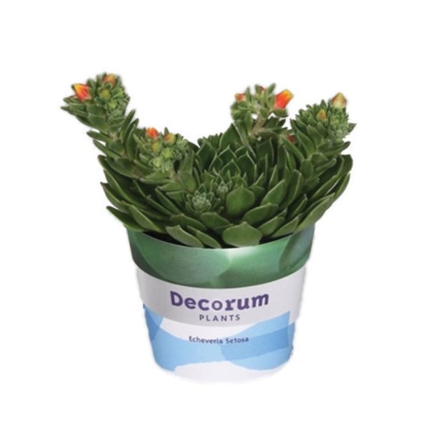 CVETOČA RASTLINA EŠEVERIJA SETOSA L11