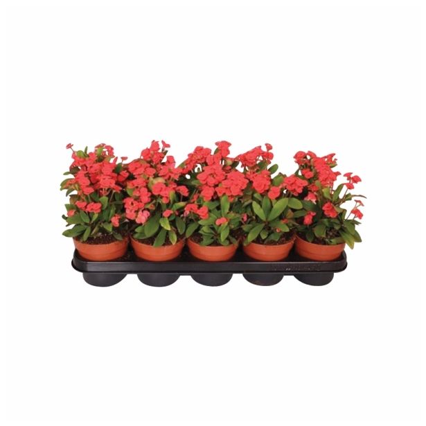 CVETOČA SOBNA RASTLINA EUPHORBIA MILLI VULCANS RED