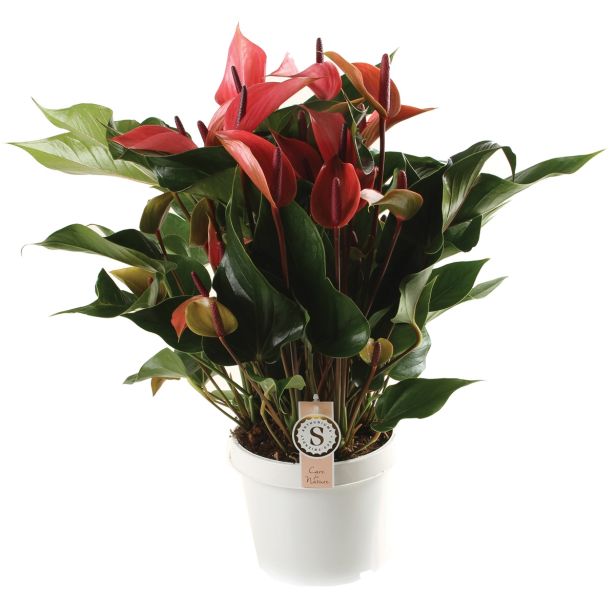 CVETOČA RASTLINA FLAMINGOVEC