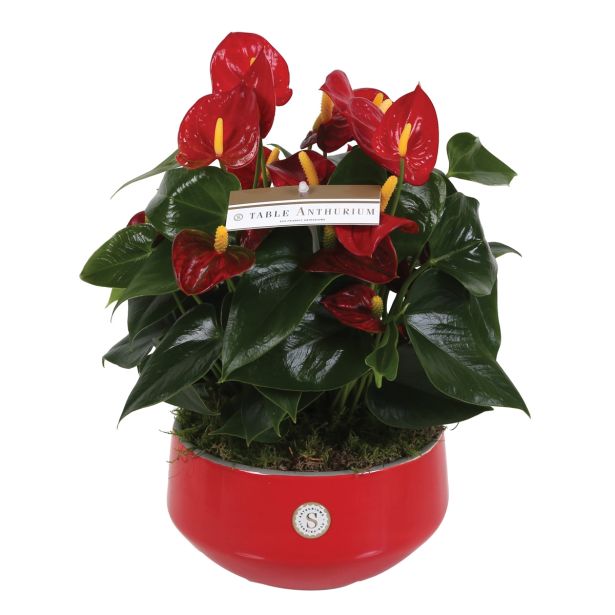 CVETOČA RASTLINA FLAMINGOVEC