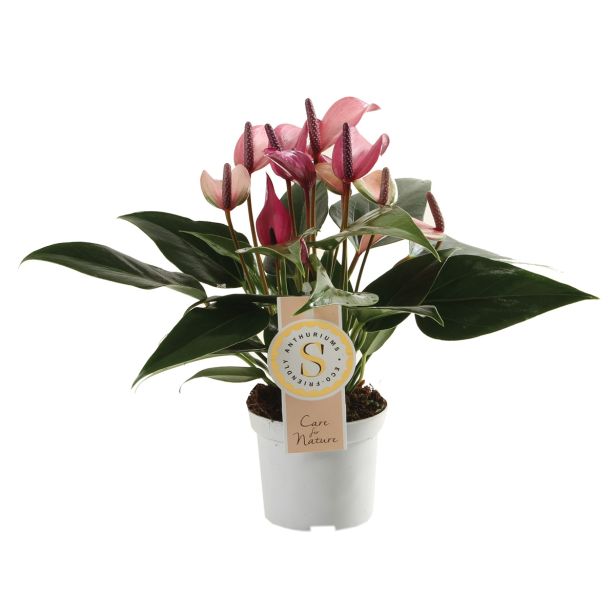 CVETOČA RASTLINA FLAMINGOVEC