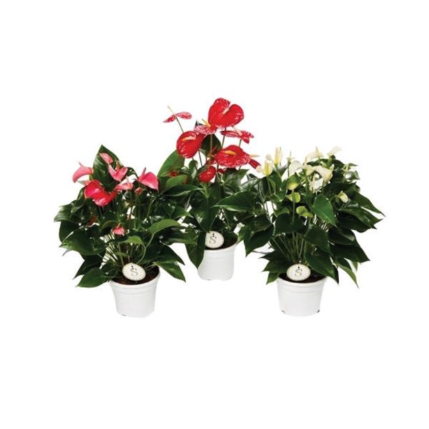 CVETOČA RASTLINA FLAMINGOVEC ANDREANUM MIX L17