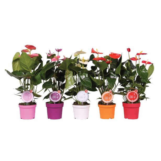 CVETOČA RASTLINA FLAMINGOVEC MIX L14