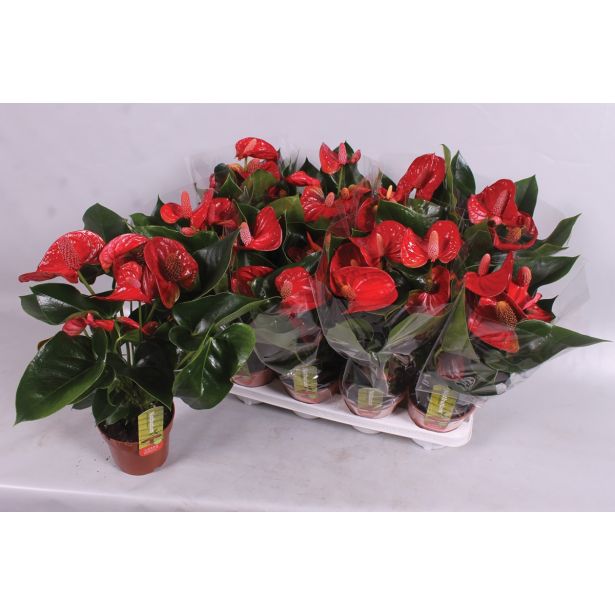 CVETOČA RASTLINA FLAMINGOVEC SIERRA L14