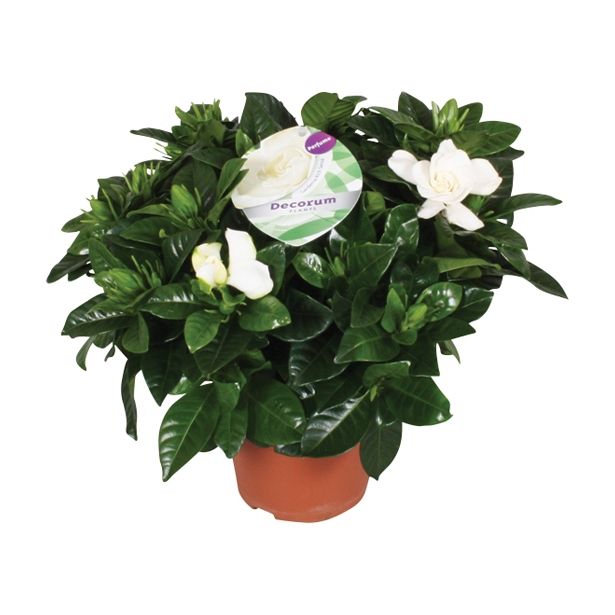 CVETOČA SOBNA RASTLINA GARDENIA