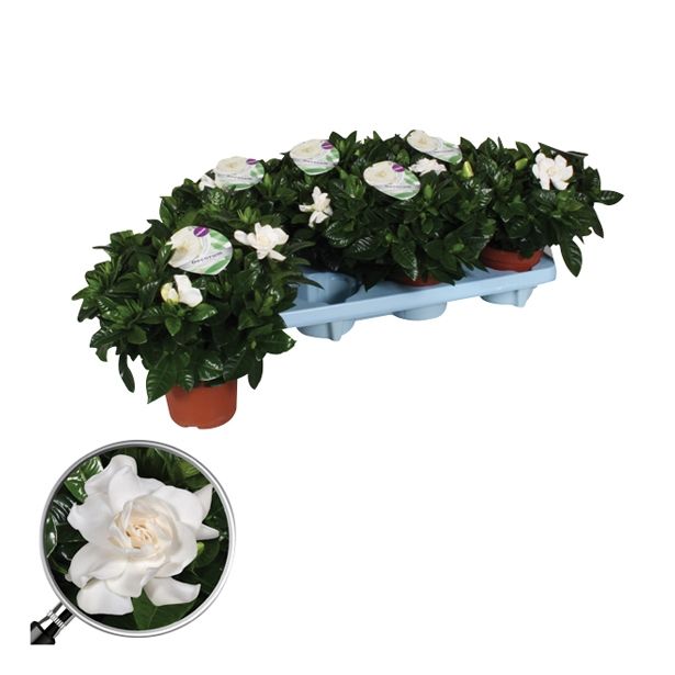 CVETOČA SOBNA RASTLINA GARDENIA