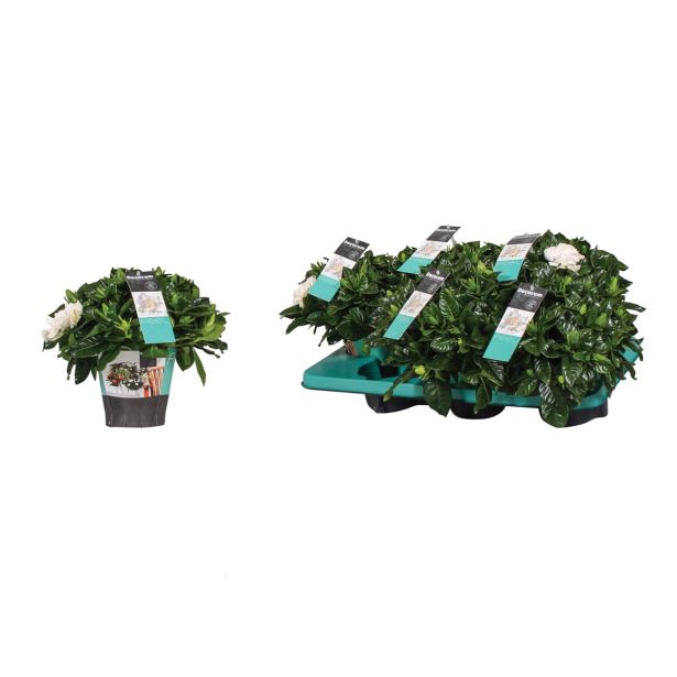 CVETOČA RASTLINA GARDENIJA JASMINOIDES L9