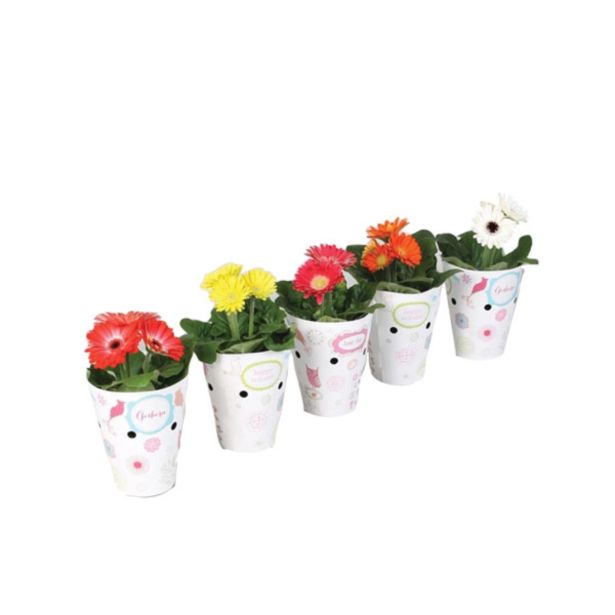 CVETOČA RASTLINA GERBERA L9