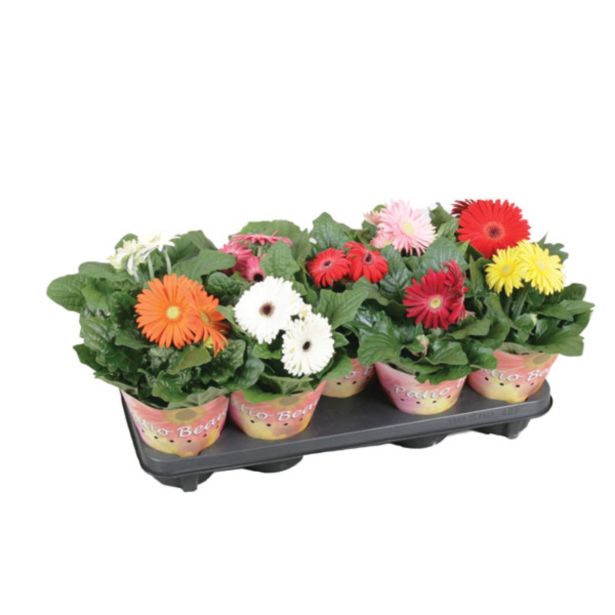 CVETOČA RASTLINA GERBERA PATIO BEAUTY