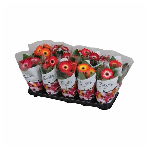 CVETOČA SOBNA RASTLINA GERBERA TWISTER MIX