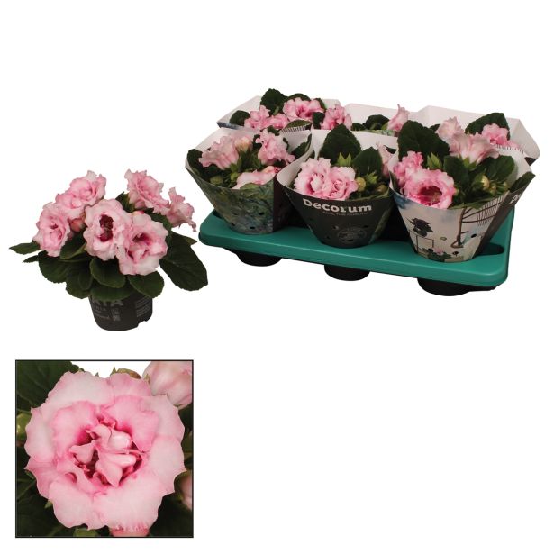 CVETOČA RASTLINA GLOKSINIJA