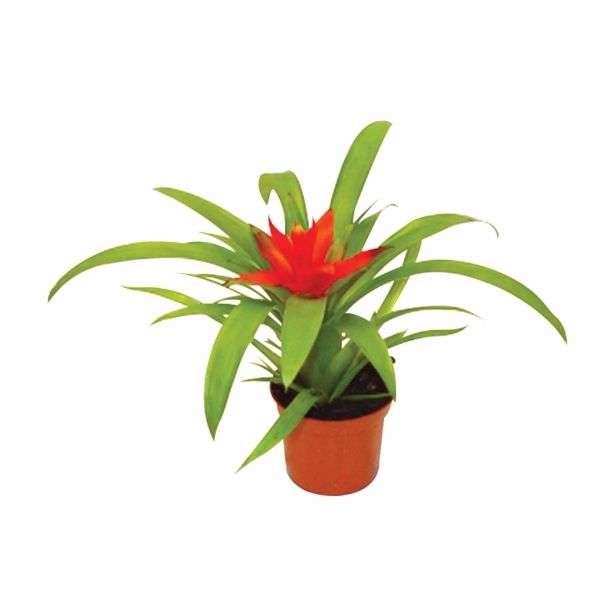 GUZMANIJA MINOR RONDO L9