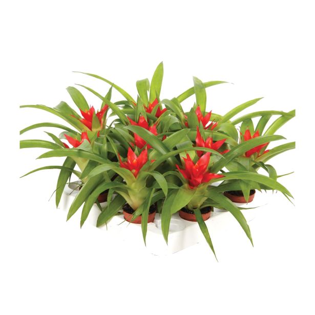 CVETOČA RASTLINA GUZMANIJA TEMPO