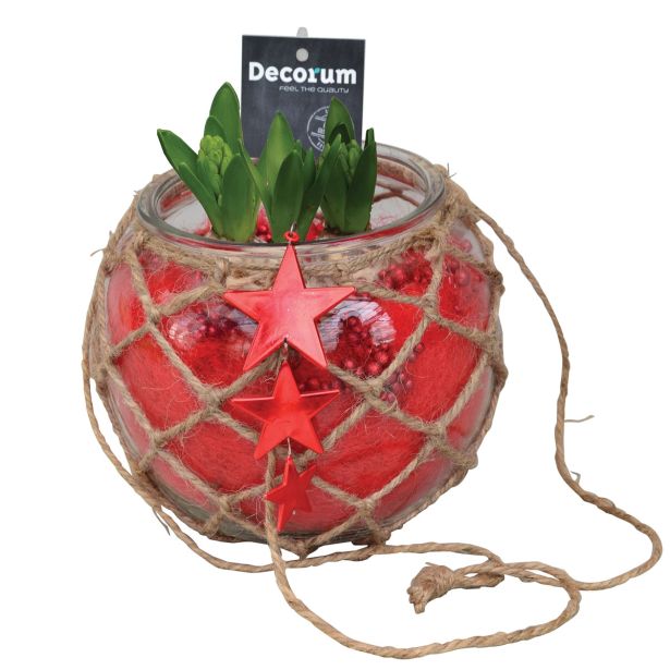 CVETOČA RASTLINA HIJACINTA V STEKLENI KROGLI