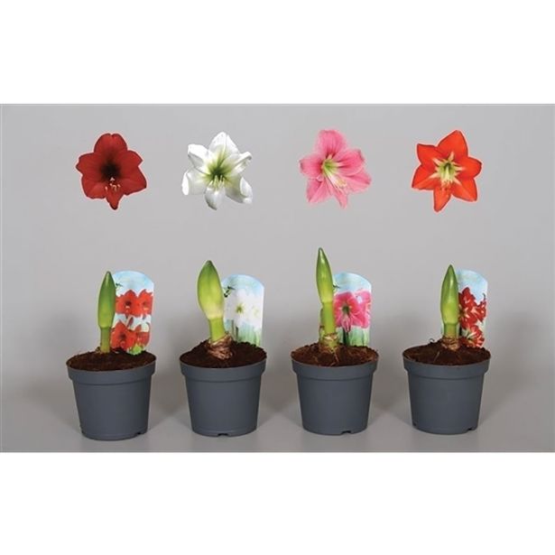 CVETOČA SOBNA RASTLINA HIPPEASTRUM 2