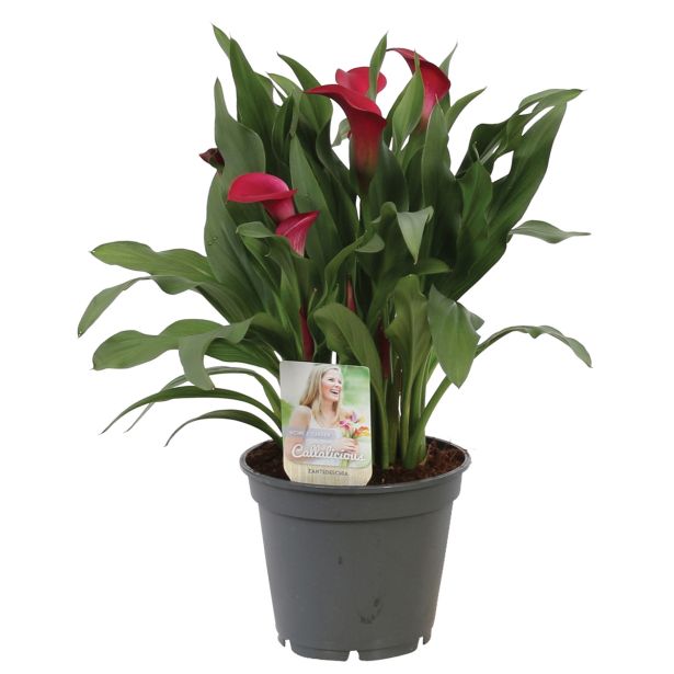 CVETOČA RASTLINA KALA