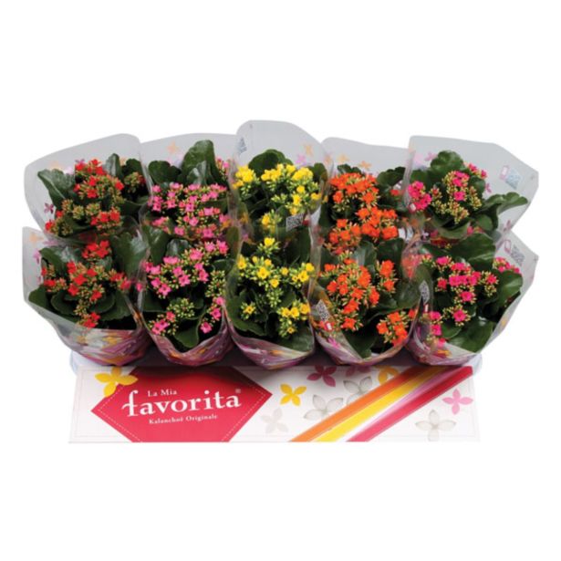 CVETOČA RASTLINA KALANHOJA