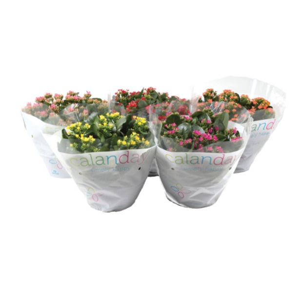 CVETOČA RASTLINA KALANHOJA