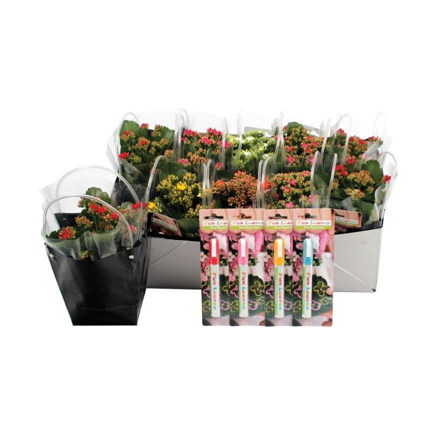 CVETOČA RASTLINA KALANHOJA