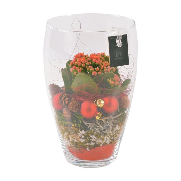 CVETOČA RASTLINA KALANHOJA V STEKLENEM NOVOLETNEM ARANŽMAJU