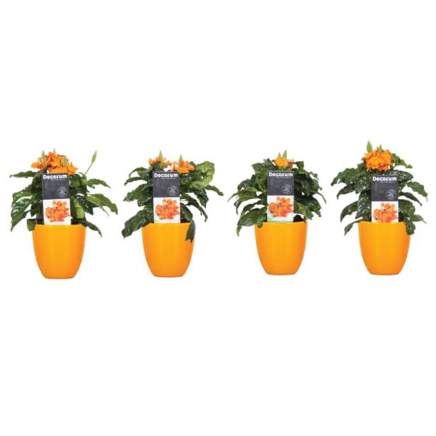 CVETOČA RASTLINA KROSANDRA V OKRASNEM LONCU L13