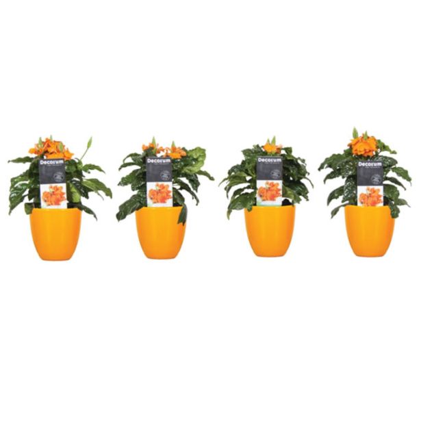 CVETOČA SOBNA RASTLINA KROSANDRA V OKRASNEM LONCU L9