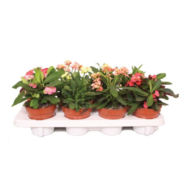 CVETOČA RASTLINA MLEČEK MILII