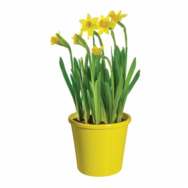 CVETOČA RASTLINA NARCISA 10.5 CM FEBRUARY GOLD