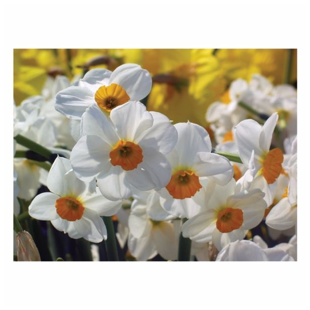 CVETOČA RASTLINA NARCISA 10.5 CM FEBRUARY GOLD