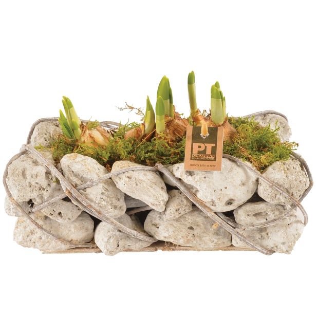 CVETOČA RASTLINA NARCISE