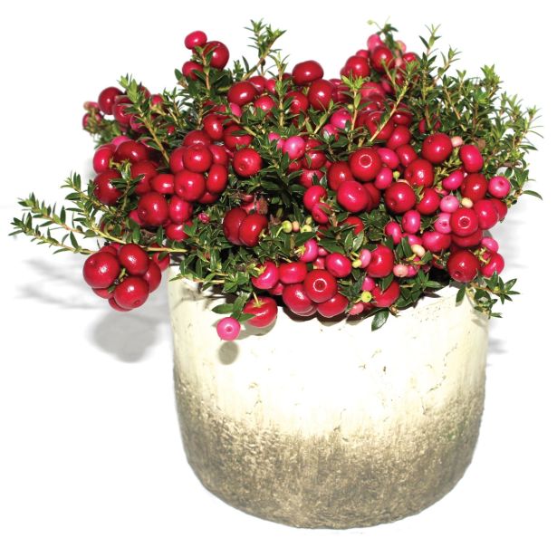 TRAJNICA PERNETTYA L14 V LONČKU