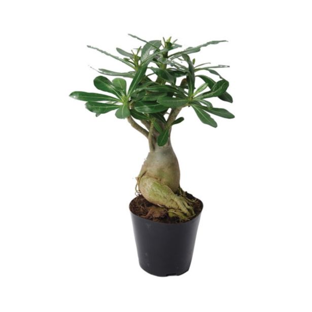 CVETOČA SOBNA RASTLINA PUŠČAVSKA ROŽA L12