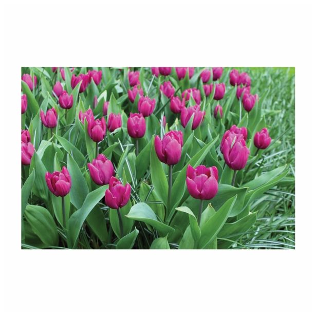 CVETOČA RASTLINA RAZKOŠNI TULIPANI MIX L13