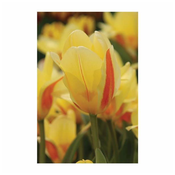 CVETOČA RASTLINA RAZKOŠNI TULIPANI MIX L13