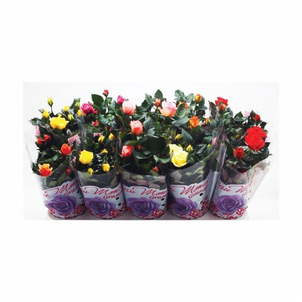 VRTNICA ROSA BEAU MONDE MIX L12